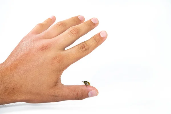 Close-up weergave van Bee Sting Mans Finger geïsoleerd op witte achtergrond. Wasp op de menselijke vinger, de meeste mensen hebben een allergische reactie, waarna is meestal zwelling en pijn — Stockfoto