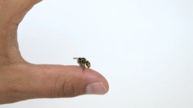 Beyaz arka planda izole arı Sting Mans parmak görünümü yakın. İnsan parmağında Wasp, çoğu insan genellikle şişlik ve ağrı sonra alerjik reaksiyon var