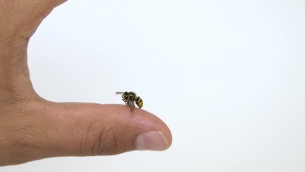 Vista Cerca Abeja Aguijón Mans Dedo Aislado Sobre Fondo Blanco — Vídeos de Stock