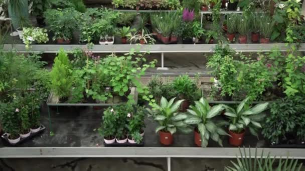 植物の緑の家の中の植物や花の多種多様 販売のための装飾的な 珍しい エキゾチックな植物や花の完全な美しいオレンジ — ストック動画