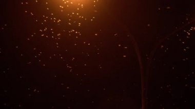 Efemera hainanensis - mayfly veya aynı zamanda balık sinekleri, gölgesinek veya up-winged sinekler olarak da bilinir. Mayflies şehirde gece saatlerinde sokak ışıkları etrafında swarming. Miyelik mevsimi, yabani böcek hayvanlar