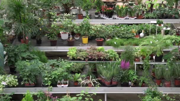 Gran Variedad Plantas Flores Dentro Del Invernadero Botánico Hermoso Naranjal — Vídeo de stock