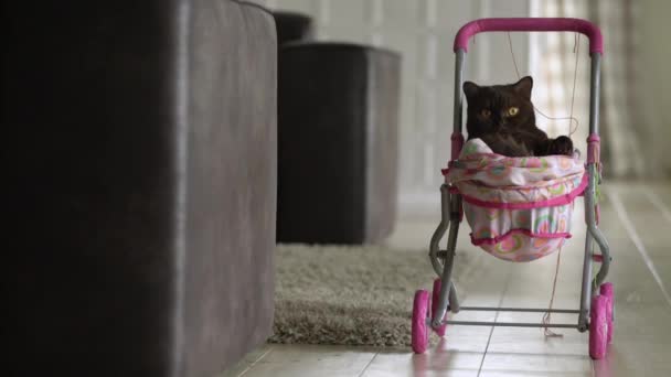 英国短毛猫躺在五颜六色的婴儿推车在室内 俏皮的家猫坐在手推车里面 — 图库视频影像