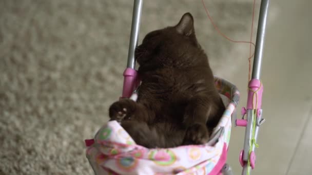 英国短毛猫躺在五颜六色的婴儿推车在室内 俏皮的家猫坐在手推车里面 — 图库视频影像
