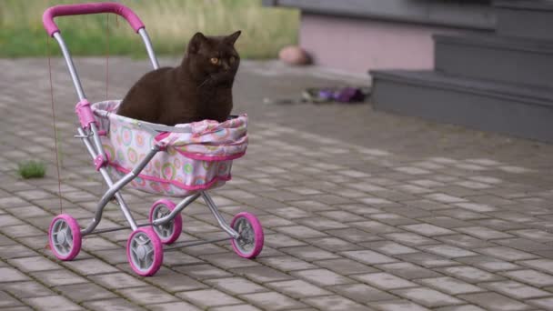 Kočka Britská Shorthair Která Nachází Venkovních Dětských Kočárku Hravý Domácí — Stock video