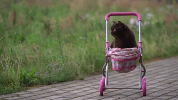 屋外でカラフルなベビーカーに横たわる英国のショートヘア猫 外のトロリーに座っている遊び心のある家畜猫 — ストック動画