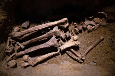 Tarih öncesi insan kemiği kalıntıları. Arkeologlar tarafından keşfedilen antik iskelet, bilim adamı analiz ve zeminde kemiklerin araştırma yapıyor