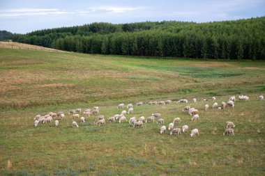 Ormanın yanında tarlada ot yiyen beyaz koyunlar. Vadide yerli kuzu açık havada. Hayvan çiftliği. Çiftçi et ve yün için koyun yetiştiriciliği