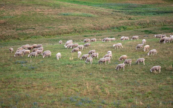 Ovelhas brancas comendo grama no campo pela floresta. Cordeiro doméstico ao ar livre no vale. Quinta de animais. Agricultor ovino de cultivo de carne e lã — Fotografia de Stock