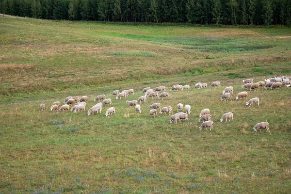 Des moutons blancs mangeant de l'herbe dans les champs près de la forêt. Agneau domestique en plein air dans la vallée. Ferme animale. Exploitant ovin pour la viande et la laine — Photo