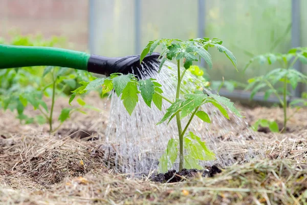 Sprinkling plástico pode ou funil planta de tomate de rega na estufa. Plantas de tomate cultivadas em casa orgânica sem legumes cercados por cobertura vegetal sendo regada — Fotografia de Stock