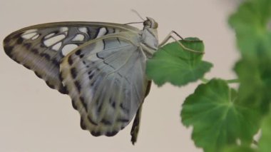 Çiçek üzerinde duran güzel kelebek, yeşil yapraklar üzerinde oturan büyük kelebeğin yakın, doğa habitatında böcek, yaban hayatı