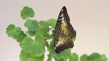 Çiçek üzerinde duran güzel kelebek, yeşil yapraklar üzerinde oturan büyük kelebeğin yakın, doğa habitatında böcek, yaban hayatı