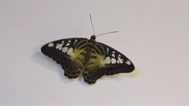 Όμορφη Πεταλούδα Σέρνεται Λευκό Φόντο Κοντά Στο Μεγάλο Πεταλούδα Κάθεται — Αρχείο Βίντεο