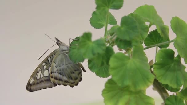 Vacker Fjäril Vilar Blomman Närbild Stora Fjäril Sitter Gröna Blad — Stockvideo