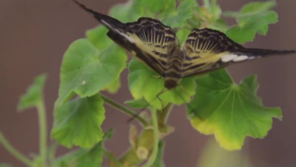 Beautiful Butterfly Resting Flower Close Big Butterfly Sitting Green Leaves — Stock Video