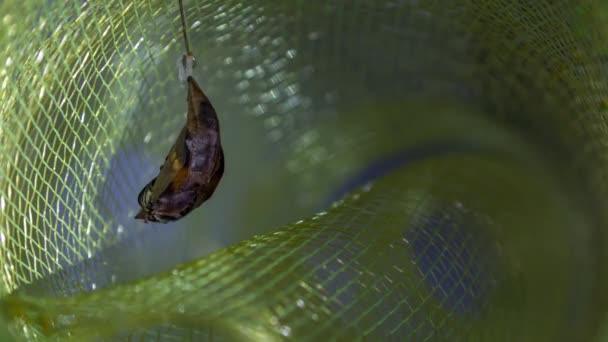 Tid Förflutit Butterfly Metamorfos Sekvens Från Ägg Larv Puppa Till — Stockvideo