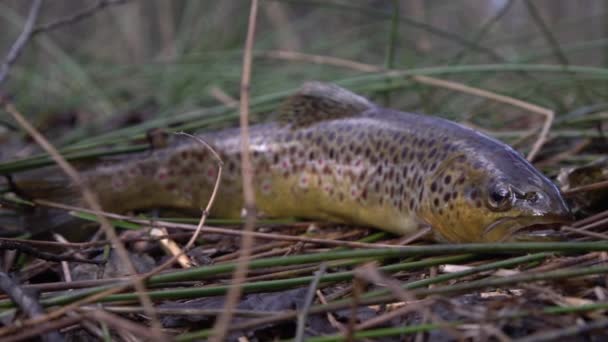 Acqua Dolce Trota Fario Selvatico Sulla Vegetazione Lungo Fiume Pesce — Video Stock