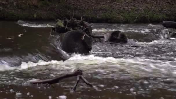 狭窄的河流流淌在古老的森林中 新鲜泉水流流槽在树林里 — 图库视频影像