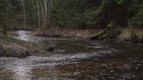 Вузька Річка Тече Старому Дорослому Лісі Свіжий Весняний Водяний Струмок — стокове відео