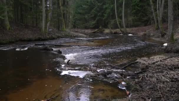 Starém Dospělému Lese Teče Úzká Řeka Čerstvý Proud Pramenitých Vod — Stock video