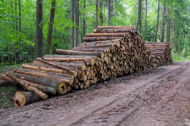 Yasadışı ormansızlaşma, orman bitki alanı. Ağaç ve ahşap kasalar ormandan kestim. Forest yakınındaki kesilmiş ağaç yığını. Orman felling, ahşap sorun, ekoloji kavramı