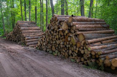 Yasadışı ormansızlaşma, orman bitki alanı. Ağaç ve ahşap kasalar ormandan kestim. Forest yakınındaki kesilmiş ağaç yığını. Orman felling, ahşap sorun, ekoloji kavramı