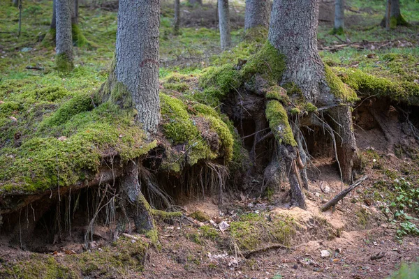 Pine tree roots at the forest canopy surface. Mossy tree root coming of the ground in the woods. — Stock Photo, Image