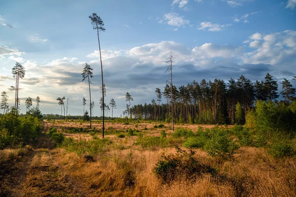 Área de desmatamento da vegetação na floresta de pinheiros. Vastos campos vazios junto à floresta. Conceito de abate florestal, problema da madeira, ecologia — Fotografia de Stock