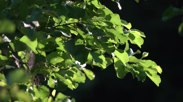 Krásný Zelený Strom Zanechává Zpět Osvětlené Ranní Slunce Svěží Kmeny — Stock video