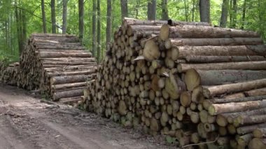 Yasadışı ormansızlaşma, orman bitki alanı. Ağaç ve ahşap kasalar ormandan kestim. Forest yakınındaki kesilmiş ağaç yığını. Orman felling, ahşap sorun, ekoloji kavramı