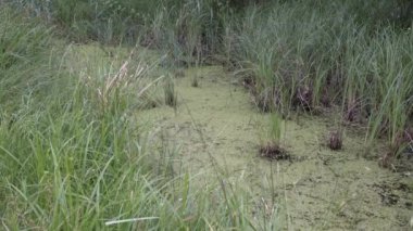 Yosun, çimen, ağaç ve vahşi bitkiler ile yeşil bataklık. Vahşi alanda korunan park alanı, orman koruma