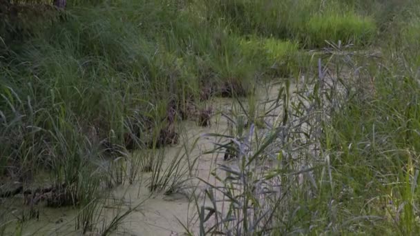 Grüner Sumpf Mit Algen Gras Bäumen Und Pflanzen Der Wildnis — Stockvideo