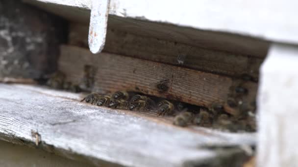 许多蜜蜂带着收集的蜂蜜进入蜂巢 蜜蜂从花中收集花蜜 在返回蜂巢后放入六角细胞 — 图库视频影像