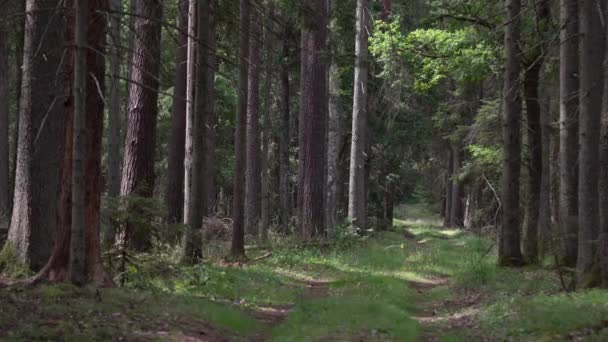 Alte Straße Kiefernwald Die Sicht Auf Den Waldweg Nimmt Fuß — Stockvideo