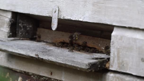 Muchas Abejas Entran Colmena Con Miel Recolectada Las Abejas Recogen — Vídeos de Stock