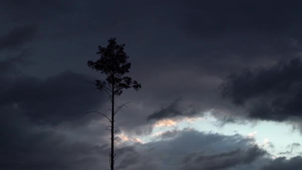 Tidsförlopp För Rörliga Regnmoln Och Ett Enda Isolerat Träd Tallskog — Stockvideo