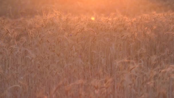 Розрізати Пшеничне Поле Заході Сонця Освітлене Золотими Сонячними Променями Пшенична — стокове відео