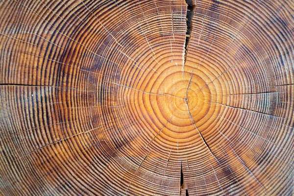 Vista macro de cerca de la sección del árbol de madera cortada en extremo con grietas y anillos anuales. Textura orgánica natural con superficie agrietada y rugosa. Superficie de madera plana con anillos anuales —  Fotos de Stock