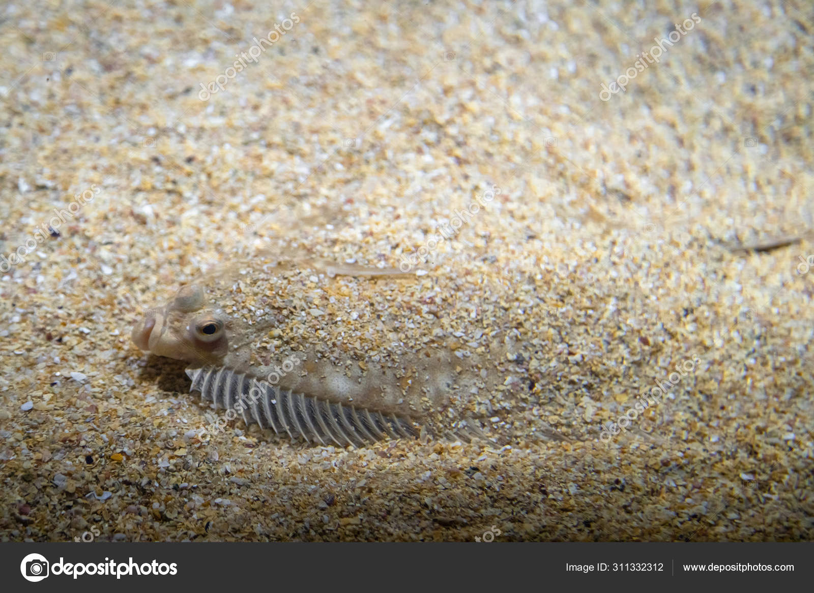 Flatfish - Pleuronectidae. Flat fish laying under the sand on the