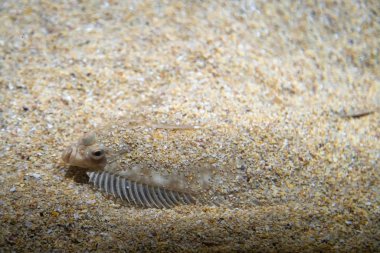 - Pleuronectidae. Düz balık deniz tabanındaki kumun altında, okyanus tabanında kamuflaj yapıyor..