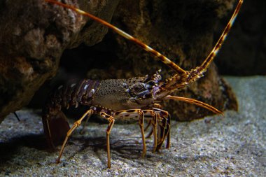 Dikenli ıstakoz - Palinurus elephas. Okyanusun dibindeki ıstakozun sualtı görüntüsü. Bu kabuklu deniz hayvanları Batı Avrupa 'da yaygındır.