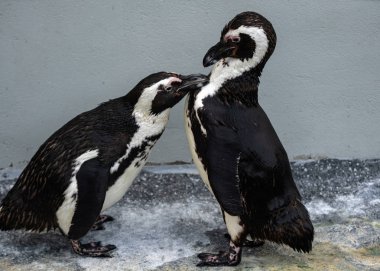 Afrika pengueni - Spheniscus demersus ya da kayalık zeminde siyah ayaklı penguen. Hayvanat bahçesinde tatlı bir deniz kuşu, kayalık zeminde ıssız bir su kuşu.