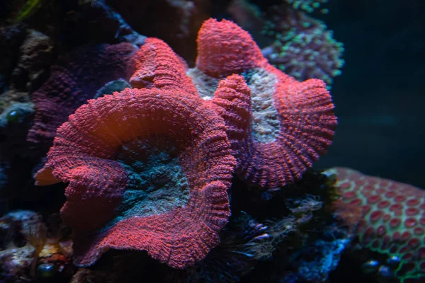 Underwater shot of pink mushroom coral (Fungiidae) colony on the reef in the aquarium tank. Colourful corals growing on the ocean bottom. — Stock Photo, Image