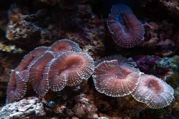 Unterwasseraufnahme einer Kolonie von Pilzkorallen (Fungiidae) am Riff im Aquariumbecken. Farbenfrohe Korallen wachsen auf dem Meeresgrund. — Stockfoto