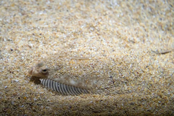 Flatfish - Pleuronectidae. Flat fish laying under the sand on the sea bottom, camouflage on the ocean floor.