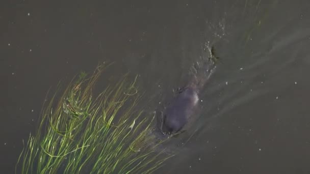 Castor Europeo Eurasiático Fibra Ricino Nadando Superficie Del Agua Buceando — Vídeo de stock