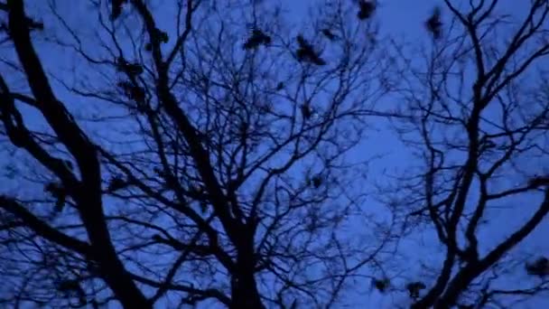 Silhouette Troupeau Corbeaux Dans Arbre Nuit Effrayante Corbeau Noir Nichant — Video