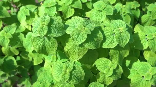 Close Green Mint Plant Garden Sunny Day Organic Spearmint Herb — Stock Video