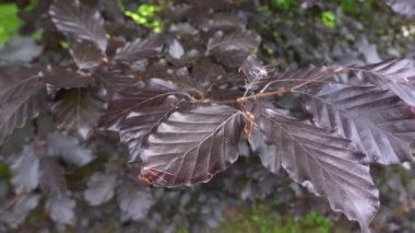Fagus sylvatica - Purpurea Latifolia bitki yaprakları kapanıyor. Güzel Bakır Kayın Ağacı mor renkli yapraklar
